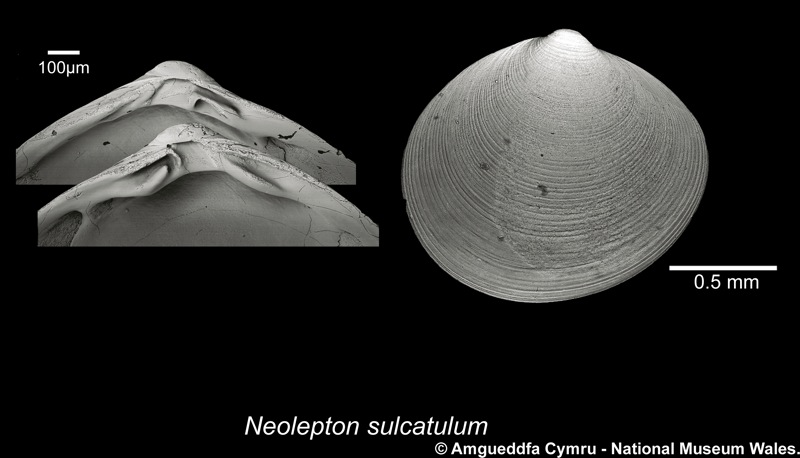 Представитель Семейства Neoleptonidae